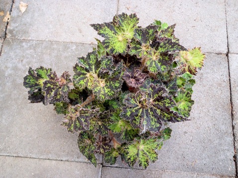 B. ‘Morris Mueller’